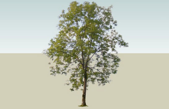 Sketchup model - Ash tree