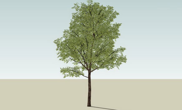 Sketchup model - Arvore 3 Tree