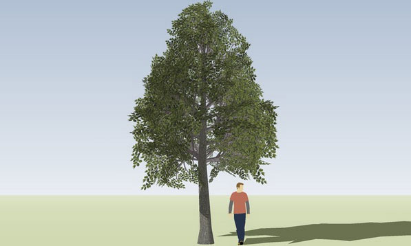 Sketchup model - Tree