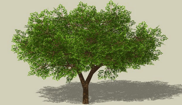 Sketchup model - Leafy tree 2