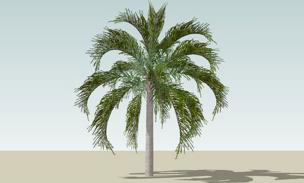 Sketchup model - Queen Palm