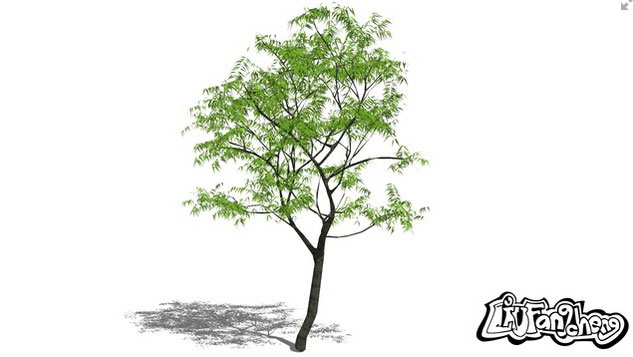 Sketchup model : 3d tree - Aceraceae