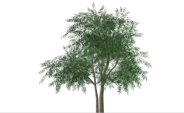 Sketchup model - Willow tree