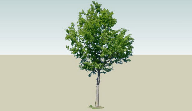 Sketchup model - Oak tree 2
