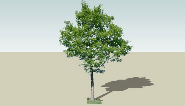 Sketchup model - Oak tree 3