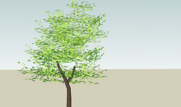 Sketchup model - Arbol tree