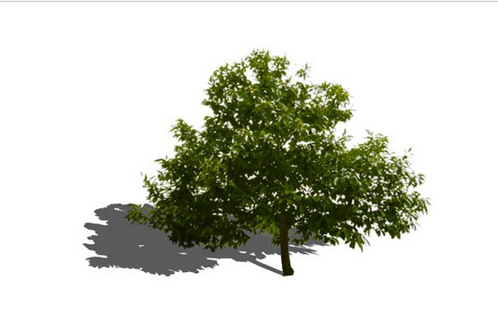 Sketchup model - Chestnut tree 