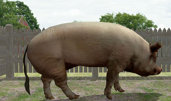 The common domestic Hog