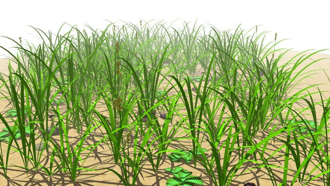 Sketchup model - Grass patch