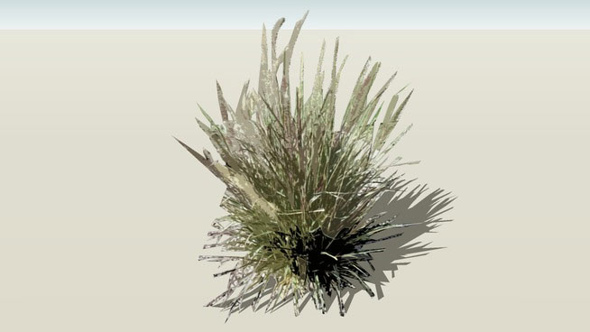 Sketchup model - Red Fountain Grass