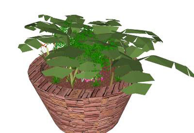 Natural Grown Plant