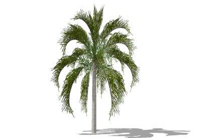 Queen Palm