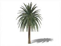 Canary Island Palm in Sketchup