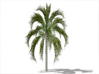 Queen Palm in Sketchup