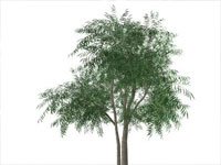 Willow Tree in Sketchup