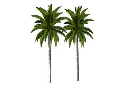 Palmeras Numb3ers Disco