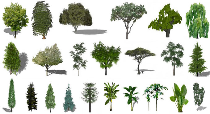 Plants for SketchUp - Best Botanically Accurate Resource for SketchUp