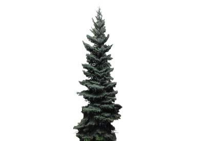 Swierk Spruce Picea A Dietr ul Strumykowa Zielona Gora Polska