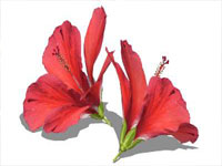 Hibiscus Flower in SketchUp