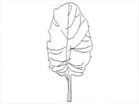 2D Deciduous Tree in Sketchup