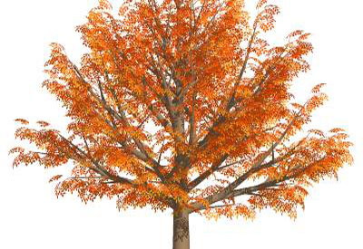 Big Broadleaf Tree Fall