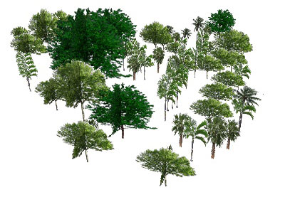 Botanic Garden Trees