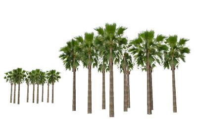 Brisbane Suncorp Stadium Palm Trees