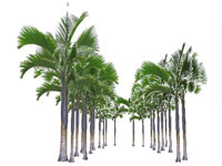 Hotel Sofitel palm trees